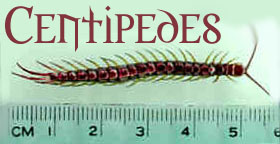 Centipede image courtesy of The BIOQUAD (website no longer exists)